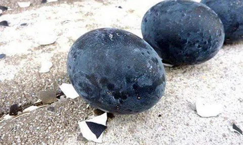 Trứng gà đen như cục than: 1 triệu đồng/quả